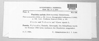 Puccinia caricis image